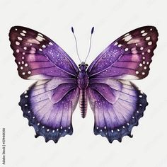 a purple butterfly with white dots on it's wings is shown in this watercolor painting