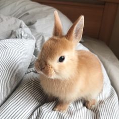 a small rabbit sitting on top of a bed