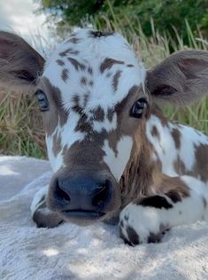 a brown and white cow laying down in the snow looking at the camera with it's eyes wide open