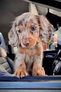 a puppy sitting in the back seat of a car looking at the camera with his paw on the dashboard