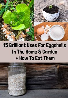 different types of eggshells in the home and garden with text overlay that reads 15 brilliant uses for eggshells in the home & garden + how to eat them