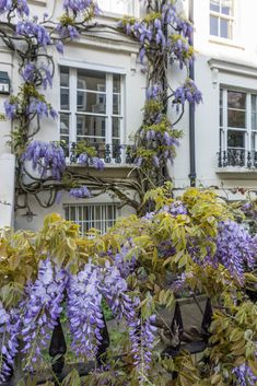 purple flowers are growing on the side of a white building with balconies and windows