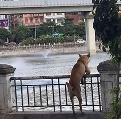 a brown dog standing on top of a metal fence next to a body of water