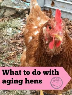 a brown and white chicken standing on top of grass next to a pink sign that says, what to do with aging hens