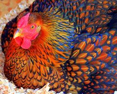 a close up of a chicken in a nest on some wood shavings and straw