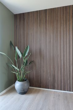 a potted plant sitting on top of a hard wood floor next to a wall