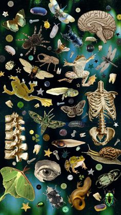 an image of many different types of animals in the sky with stars and planets around them