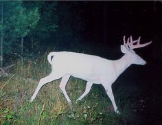 a white deer with antlers walking through the grass in front of trees at night