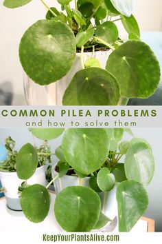 some plants that are sitting on a table and the words common pea problems and how to solve them