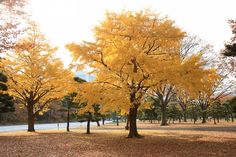 trees with yellow leaves on the ground in a park