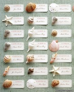 sea shells and seashells are displayed on the table