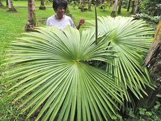 a man standing next to a palm tree in a lush green forest filled with lots of trees