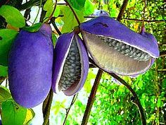 purple fruit hanging from a tree with green leaves