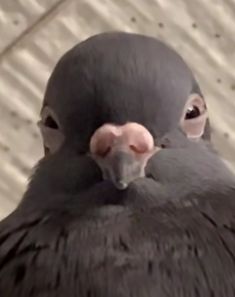 a close up of a black bird with a pink nose