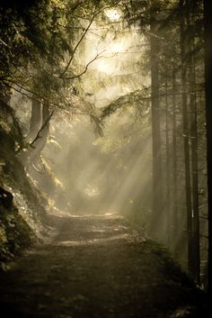 the sun shines through the trees on a path that is surrounded by tall, green trees