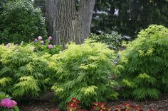 some green plants and flowers in front of a tree