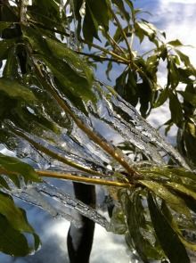 the branches of a tree are covered in water