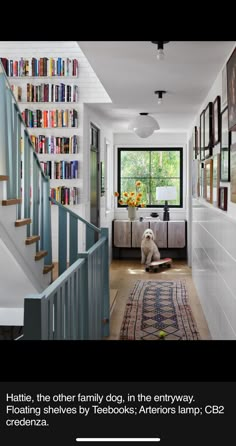 a dog sitting on the floor in front of a bookshelf filled with books