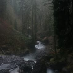 a small stream running through a forest filled with lots of tall pine trees on a foggy day