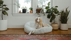 a dog is sitting in his bed on the floor next to some potted plants