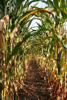 an image of a corn field that looks like it is going through the middle of the day