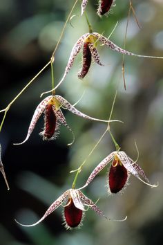 some very pretty flowers hanging from a branch with water droplets on it's petals