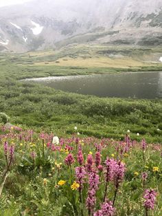 wildflowers in the foreground, with mountains in the background