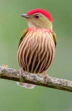 a small bird with a red head sitting on a branch