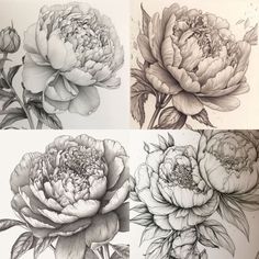 four different types of flowers are shown in black and white, each with one large flower