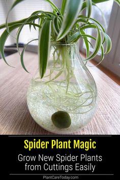 a spider plant in a glass vase filled with water