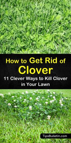 how to get rid of clovers in your lawn with text overlay that reads, how to get rid of clovers 11 clever ways to kill clovers in your lawn