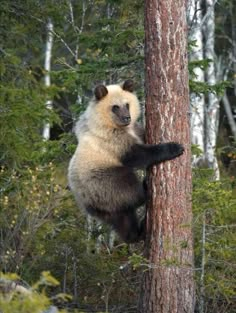 a bear climbing up the side of a tree