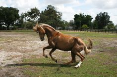 a brown horse running across a grass covered field