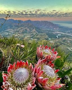 some pink flowers on top of a hill with mountains in the background