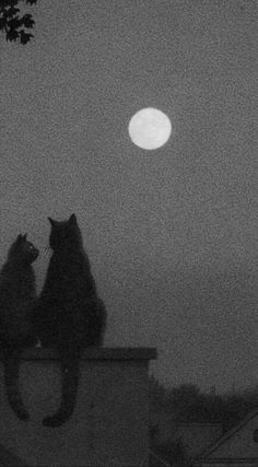 two cats sitting on top of a roof looking at the moon in black and white