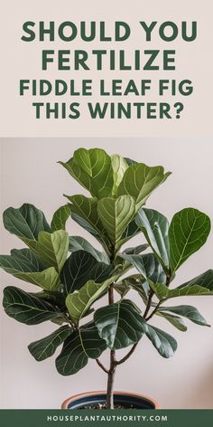 Fiddle leaf fig plant with text debating winter fertilization.