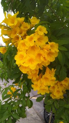 yellow flowers growing on the side of a road