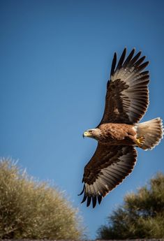 a large bird flying through the air with its wings spread out and it's talon extended