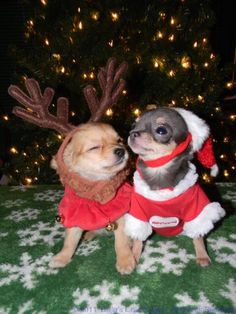 two small dogs dressed up as santa claus and reindeer antlers, sitting next to each other in front of a christmas tree