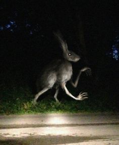 a kangaroo is running in the dark with its tail extended and it's eyes open