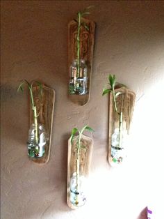 three glass vases with plants in them hanging on the wall