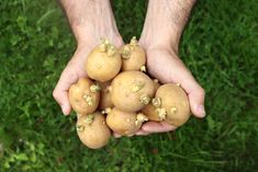 a person holding up several potatoes in their hands on the grass with dirt all over them