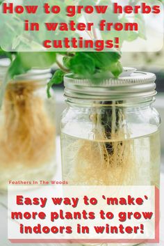 two mason jars filled with plants and text that reads how to grow herbs in water from cuttings easy ways to make more plants to grow indoors in winter