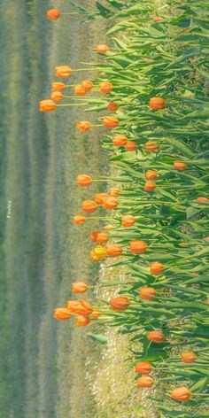 orange tulips are growing in the grass near water's edge, with green and yellow stripes