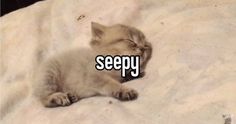 a kitten laying on top of a white blanket with the words sleepy written in it