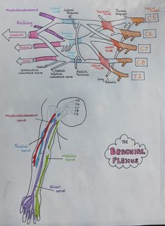 a diagram of the blood vessels and their major branches, labeled in different colors on a piece of paper