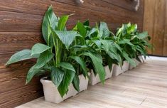 a row of potted plants sitting on top of a wooden floor next to a wall