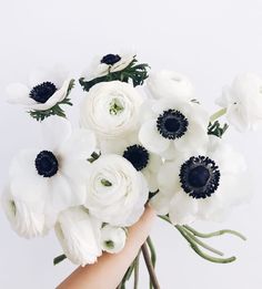 a hand holding a bouquet of white and black anemonas on a white background