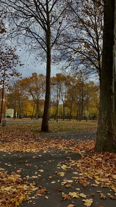 there are many leaves on the ground and trees in the park with no one around