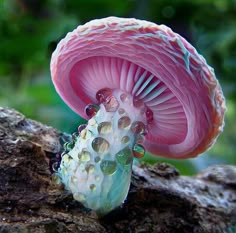 a close up of a pink mushroom on a tree branch with water droplets all over it